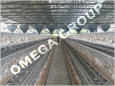 Commercial Layer Cage System