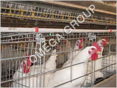 Broiler Breeder Cage System