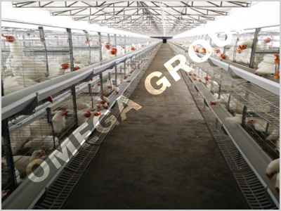 Broiler Breeder Battery Cage System